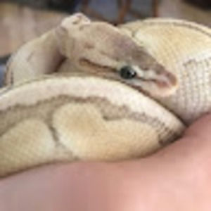 Meet your Posher, Bradley